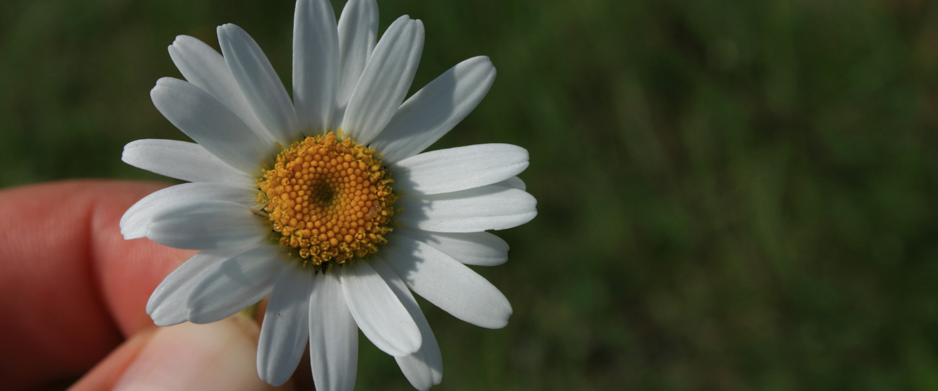 Slider Banner